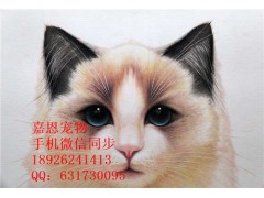 中山嘉恩宠物出售加菲猫 英短 美短 布偶猫 蓝猫已做疫苗