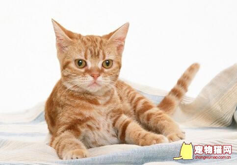 猫咪做SPA