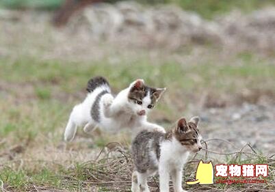 猫咪的领地