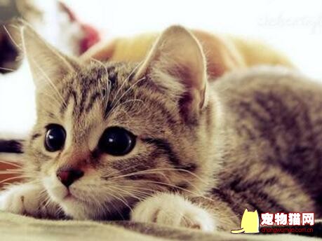 猫咪