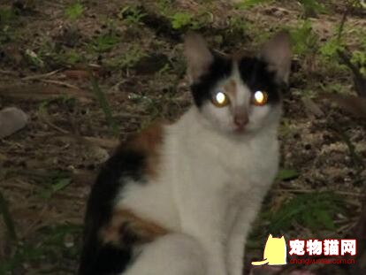 猫咪眼睛夜间为什么会发光