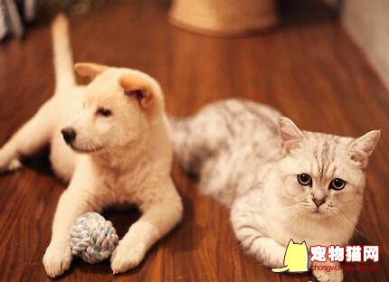 猫咪和狗狗成为好朋友