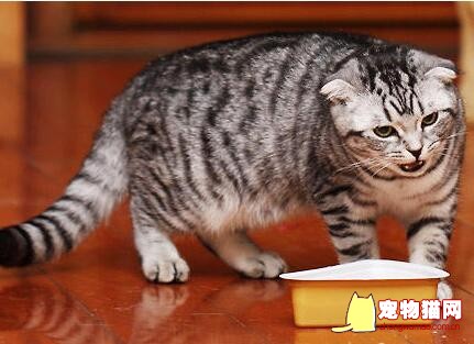 猫咪吃鸡肝