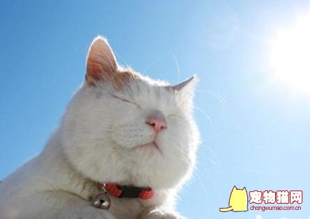 猫咪晒太阳有什么好处
