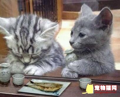 猫咪可以吃海鱼