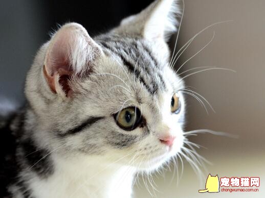 导致猫咪鼻子干的原因