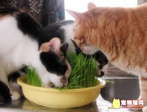 猫咪植物