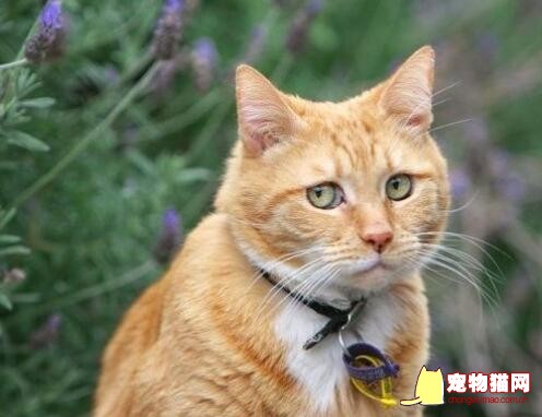 猫咪讨厌表情