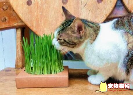 猫吃猫草