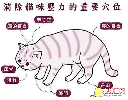 猫咪穴位详情