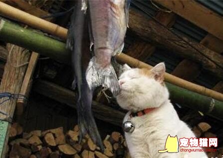 猫咪吃鱼干