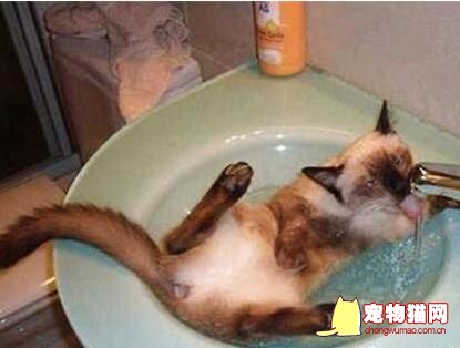 猫咪爱喝洗澡水