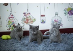 苏州本地出售英短蓝猫四小只！包子脸 大眼睛 小折耳