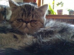 加菲猫 可爱 刚满月 无疾病