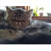 加菲猫 可爱 刚满月 无疾病
