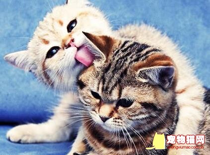 猫咪表现好感友好的方式