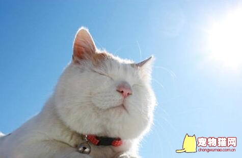 猫咪晒太阳