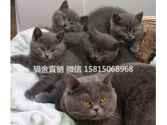 广州哪里有卖蓝猫,什么地方有蓝猫卖