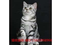 广州哪里有卖美短大概多少钱 虎斑猫价格多少 包健康