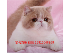 东莞哪里有卖加菲猫，正规猫舍在哪