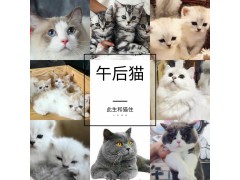 猫舍出售纯种散养 家养 蓝猫蓝白幼猫可上门多只待售