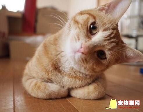 猫咪打滚