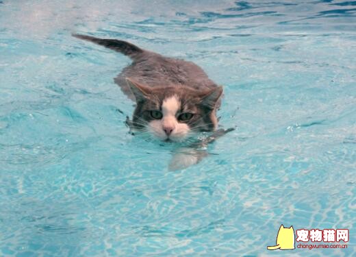 猫咪游泳