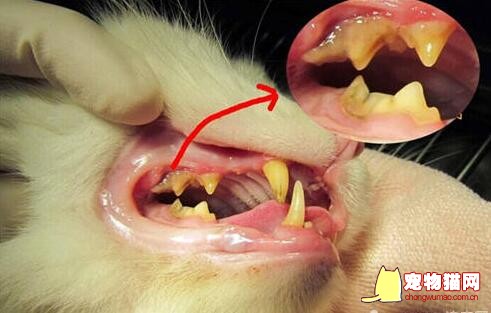 猫咪牙结石