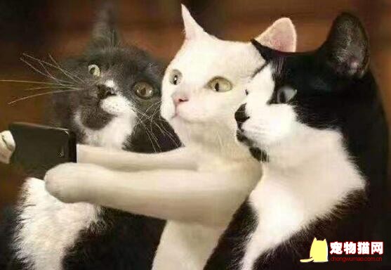 猫咪