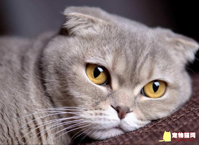 猫咪