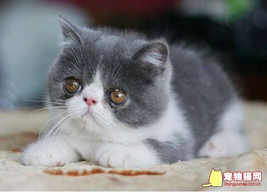 异国短毛猫