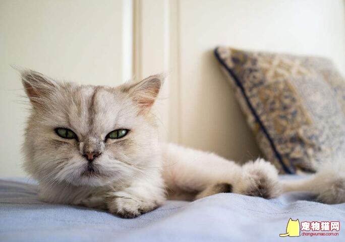 猫咪表达爱意