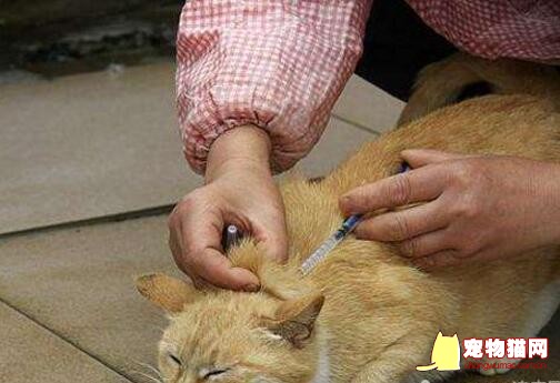 猫咪注射疫苗