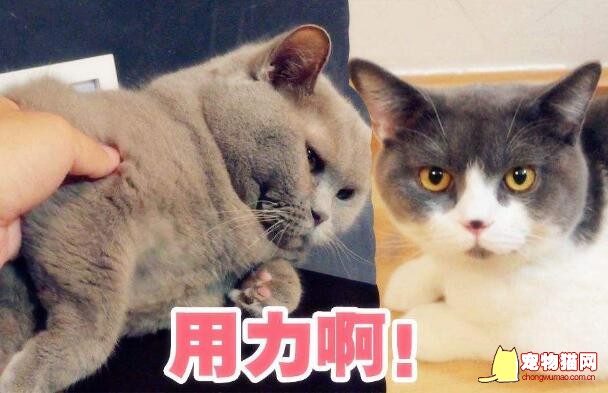 猫咪抓痒