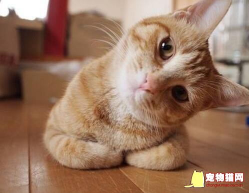 宠物猫