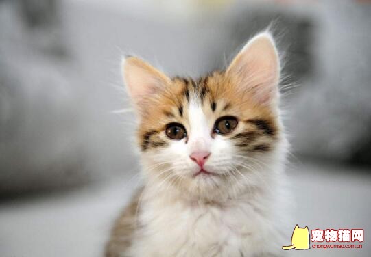 日常护理猫咪