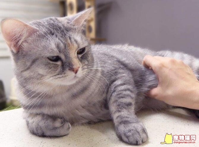 猫咪抚摸