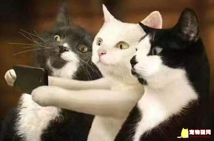 猫咪
