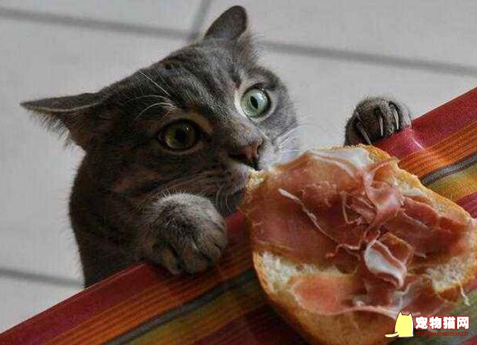 猫咪偷吃东西