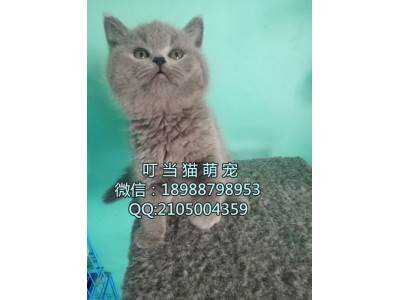 深圳哪里有卖纯种英短蓝猫深圳纯种英短蓝猫哪里有卖