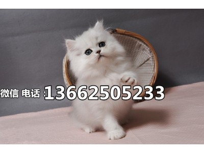 深圳哪里有卖金吉拉猫  深圳金吉拉猫一只多少钱