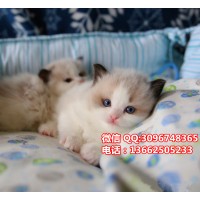 深圳哪里有卖布偶猫  深圳布偶猫一只多少钱