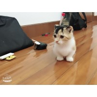 家养猫舍 矮脚小短腿银渐层蓝猫蓝白英短