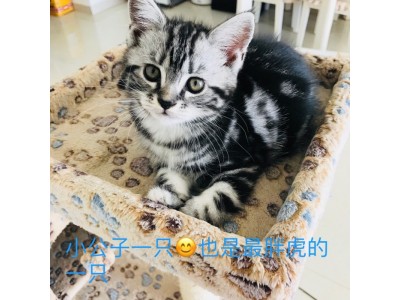 美短猫（1公2母）