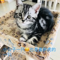 美短猫（1公2母）