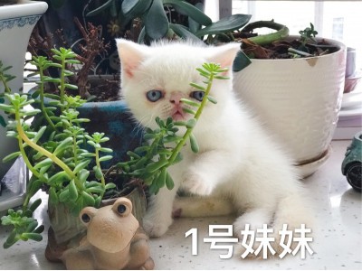 自家繁殖高白加菲猫