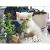 自家繁殖高白加菲猫