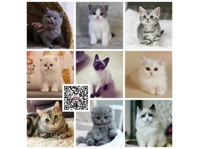 深圳本地宠物猫舍自己养的英国短毛猫美短布偶猫加菲猫健康