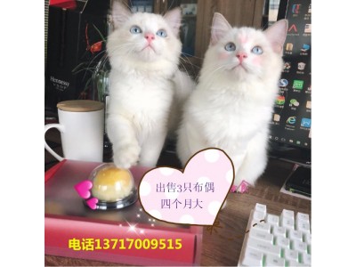 深圳自家猫咪生了布偶猫纯种（海豹双色基因）