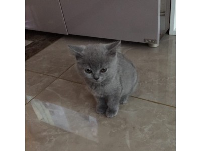英短蓝猫三个月大
